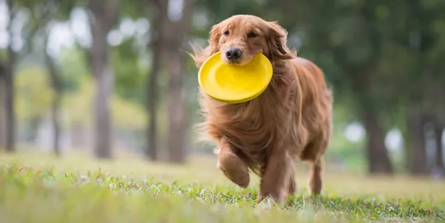 frisbee pro psa