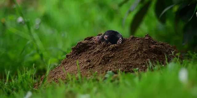 krtek na zahradě