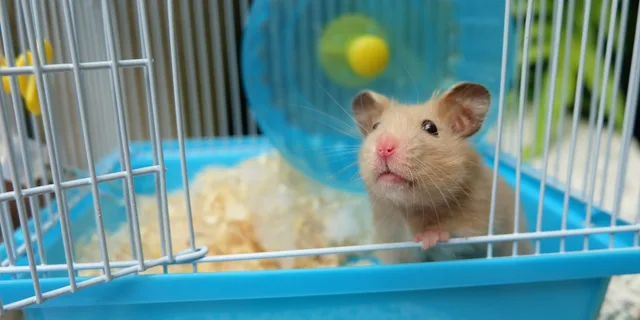 klec pro křečka