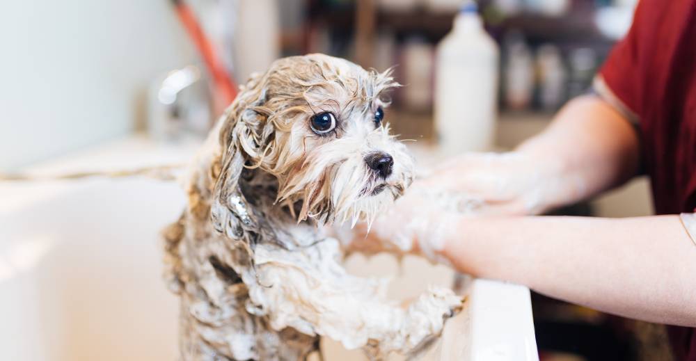 Šampon pro psa