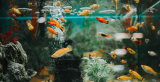 Jak vybrat akvárium?