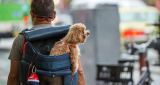 Jak vybrat batoh pro psa?