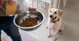 Jak vybrat granule pro alergického psa?
