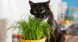 Jak vybrat kočičí trávu?
