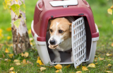 Přepravky pro psy